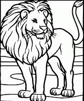 coloriage lion a la belle criniere